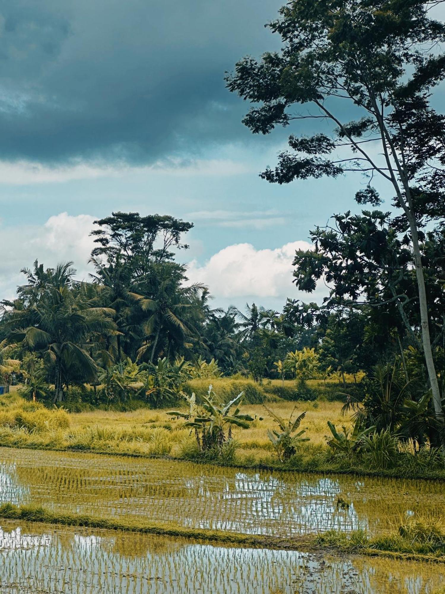 Damuh Ubud (Bali)